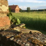 Šaltakraujai namų sargai: Ką slepia paslaptingas driežų pasaulis?